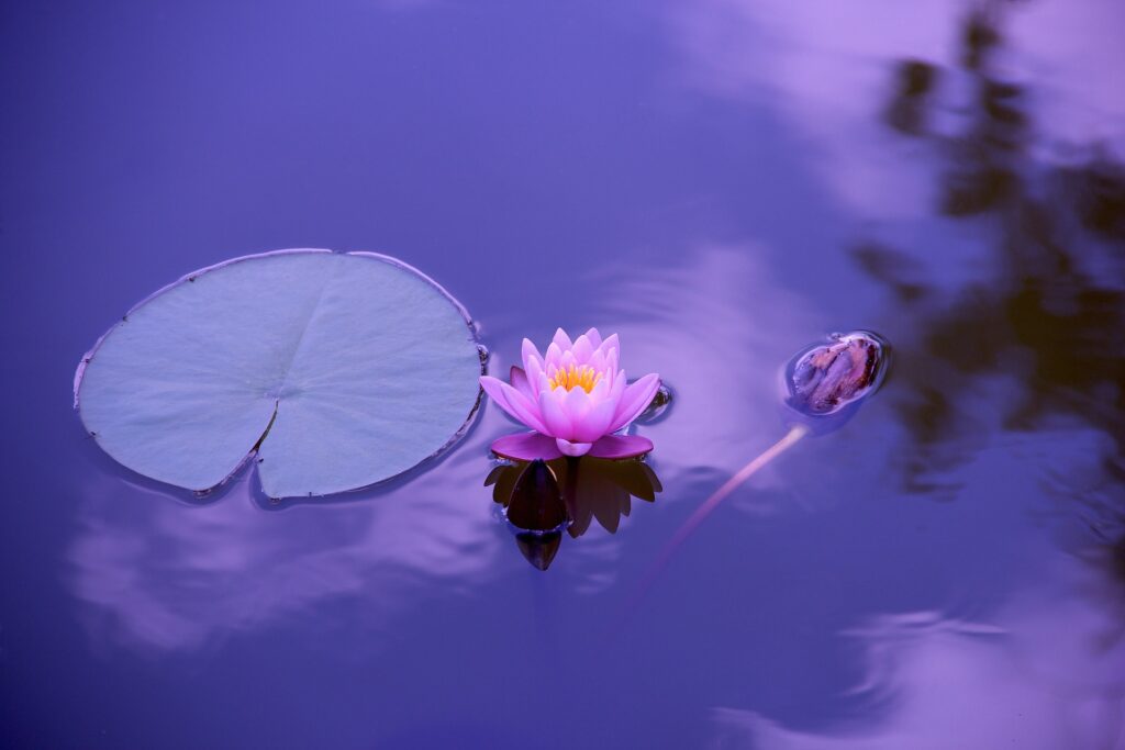 Die Lotusblüte - Symbol der Reinheit - Symbol des Neuanfang
